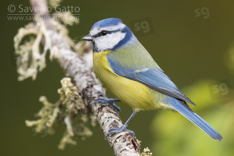 Eurasian Blue Tit, adult perched on a branch covered with lichens