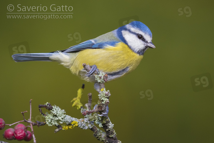 Eurasian Blue Tit, adult perched on a hawthorn branch with berries