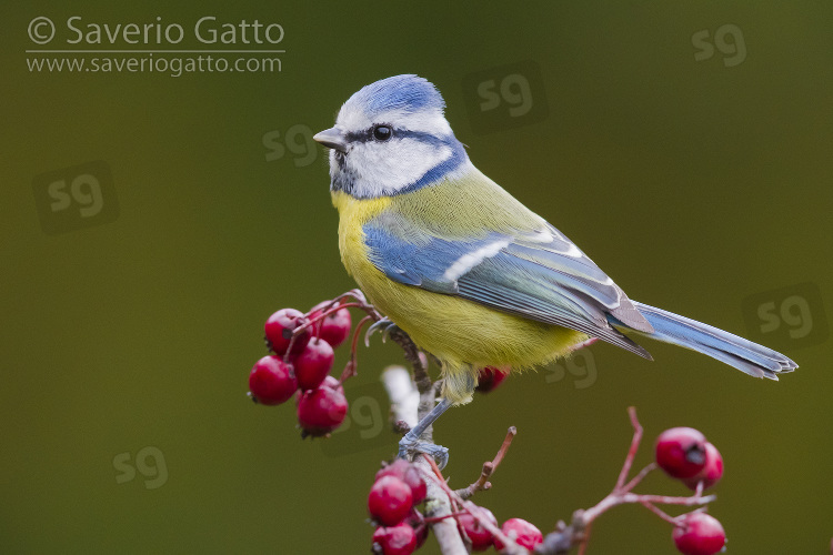 Eurasian Blue Tit, adult perched on a hawthorn branch with berries