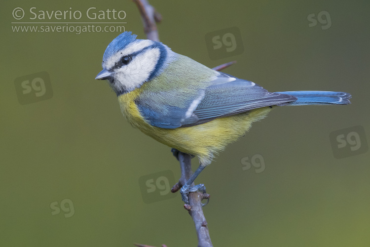 Eurasian Blue Tit, adult perched on a branch