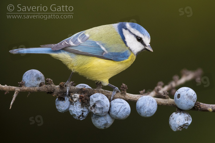 Eurasian Blue Tit, adult perched on a blackthorn branch with berries