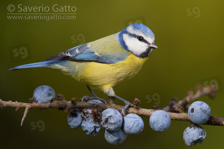 Eurasian Blue Tit