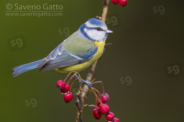 Eurasian Blue Tit, adult perched on a hawthorn branch with berries