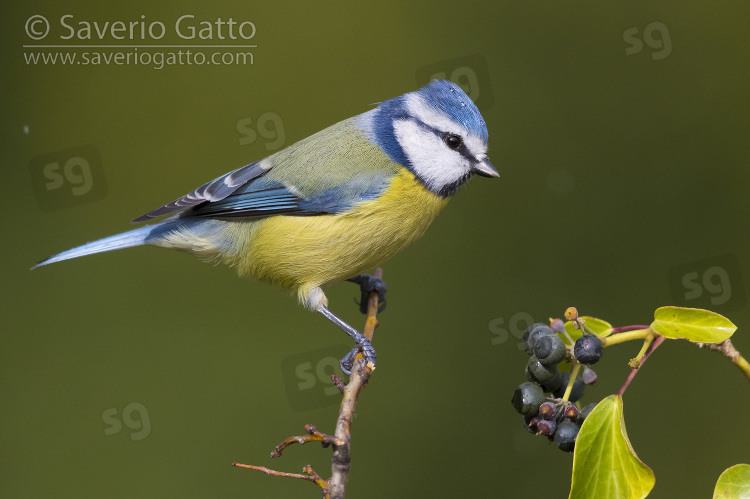 Eurasian Blue Tit, adult perched on a branch