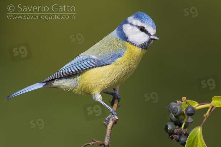 Eurasian Blue Tit, adult perched on a branch and common ivy berries on its side