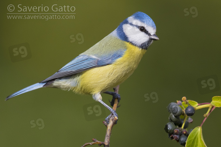 Eurasian Blue Tit, adult perched on a branch and common ivy berries on its side