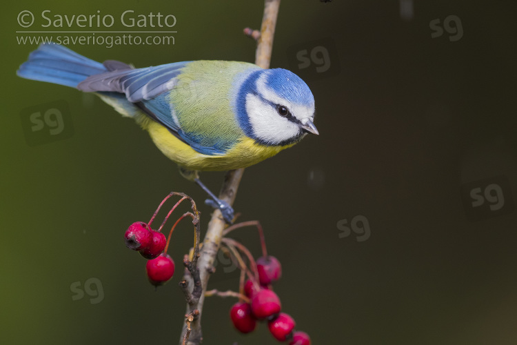 Eurasian Blue Tit, adult perched on a hawthorn branch with berries