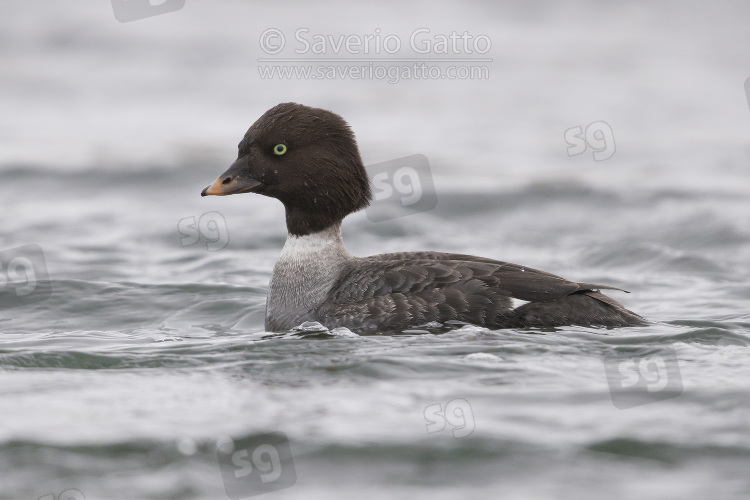 Barrow's Goldeneye, adult female swimming in a river