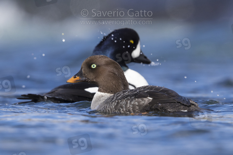 Barrow's Goldeneye, couple swimming in a river