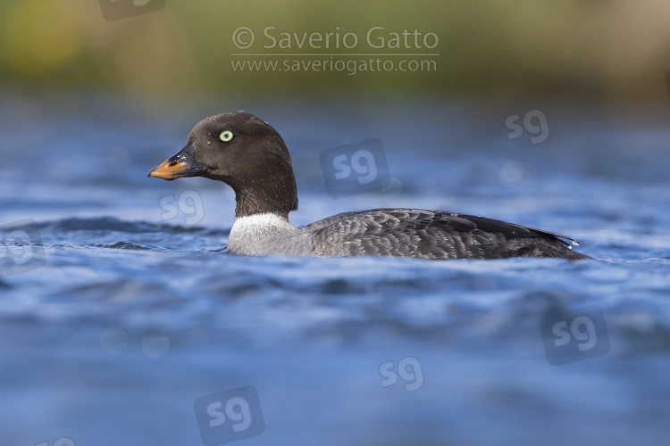 Barrow's Goldeneye, adult female swimming in a river