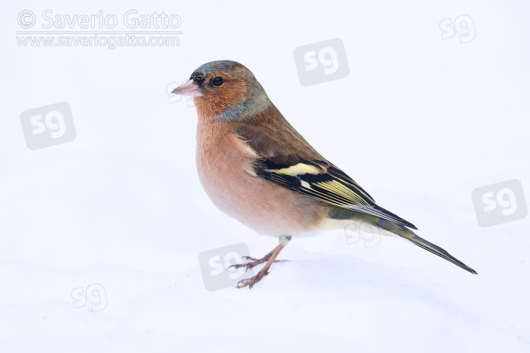 Common Chaffinch, adult male in winter plumage standing in the snow