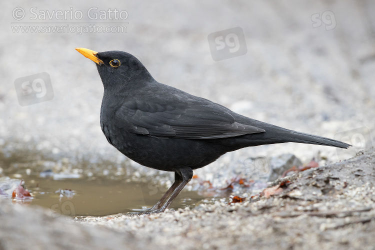 Common Blackbird, adult male standing on the ground