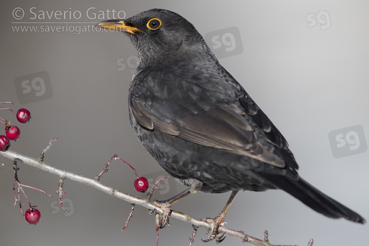 Common Blackbird, adult male perched on a hawthorn's branch