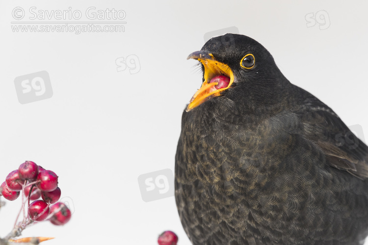 Common Blackbird, adult male feeding on hawthorn berries