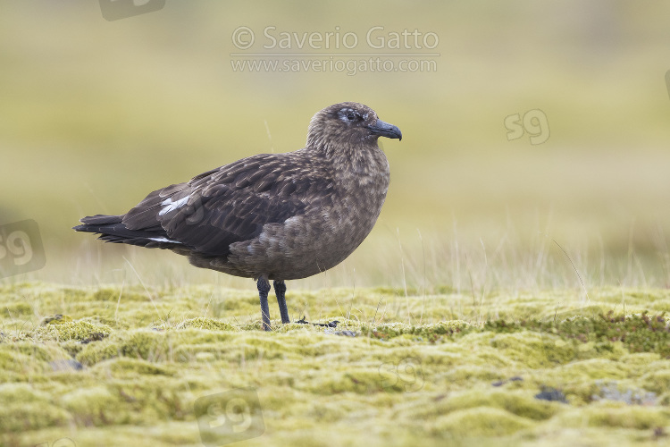 Great Skua