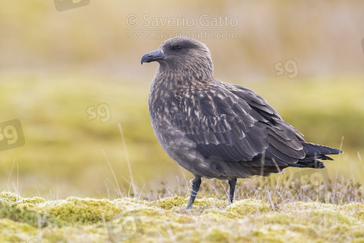 Great Skua, adult standing on the ground