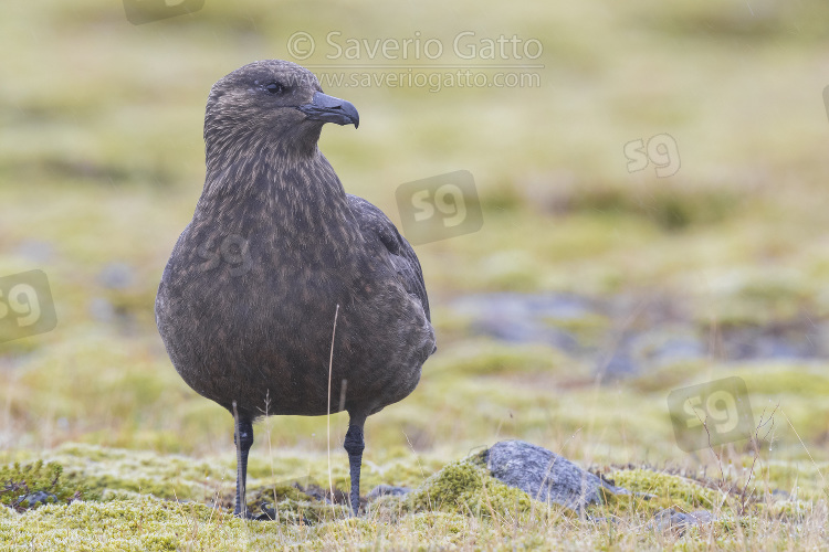 Great Skua