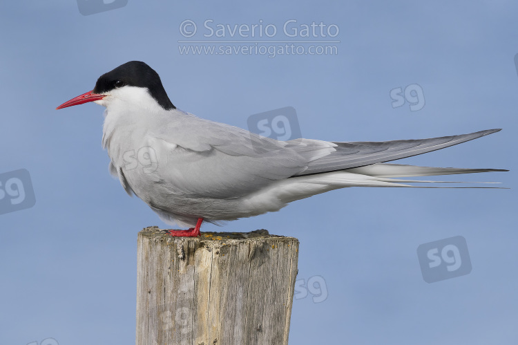 Arctic Tern, adult standing on a post