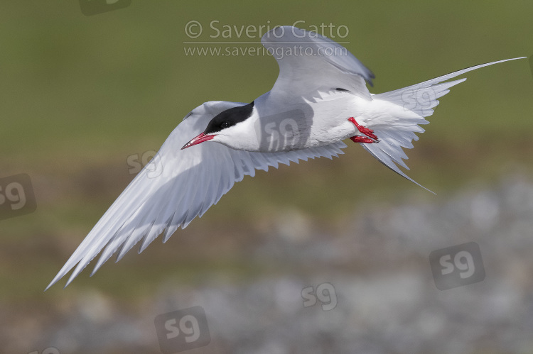 Arctic Tern, adult in flight