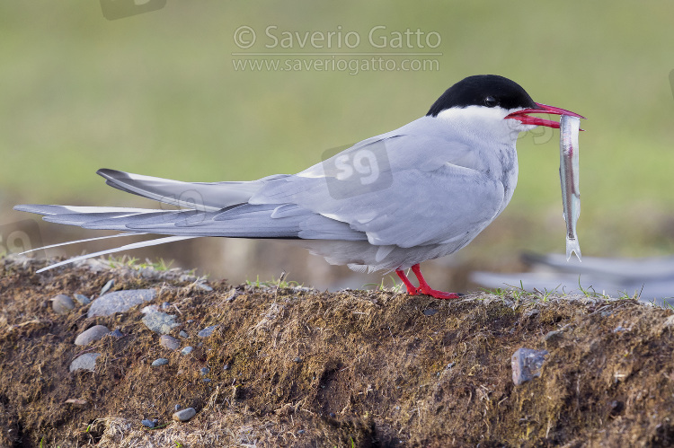 Arctic Tern