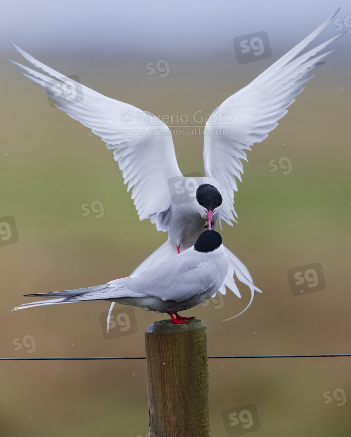 Arctic Tern, male feeding the female