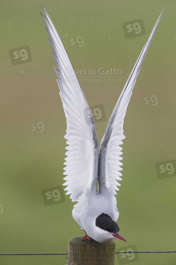 Arctic Tern, adult stretching its wings