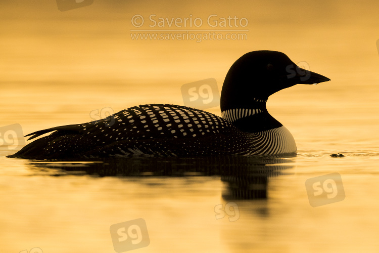 Great Northern Loon, adult swimming in a lake at sunset