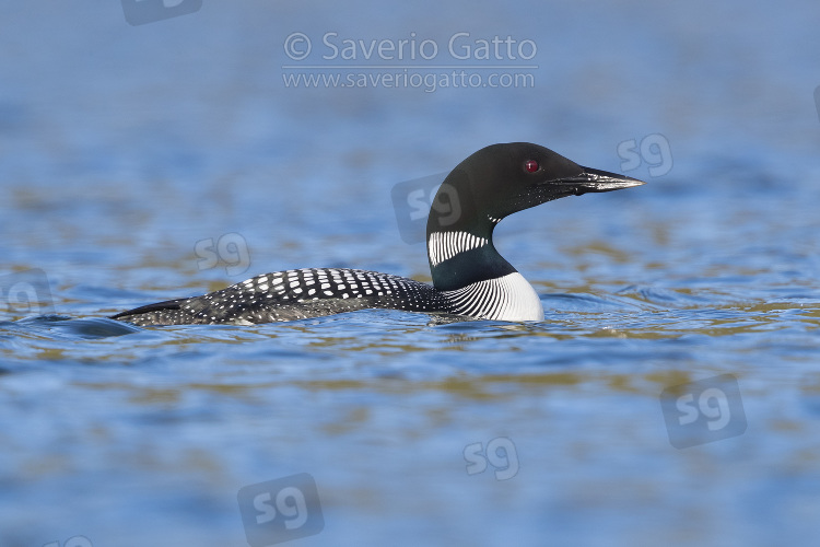 Great Northern Loon, adult swimming in a lake