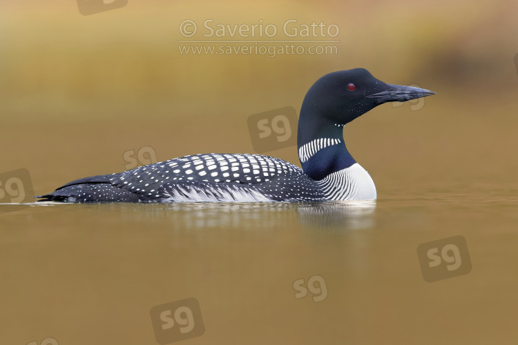 Great Northern Loon, adult swimming in a lake