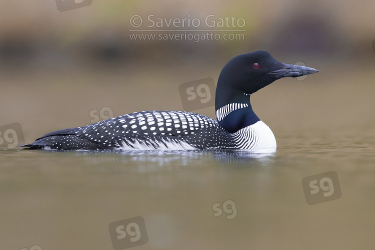 Great Northern Loon, adult swimming in a lake