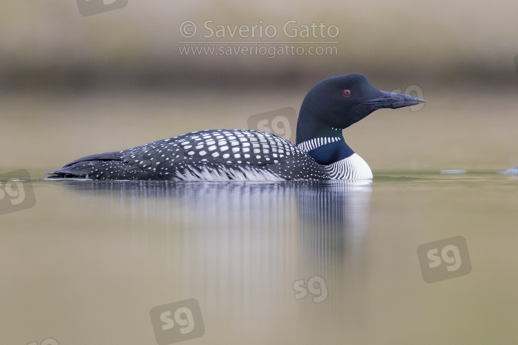 Great Northern Loon, adult swimming in a lake