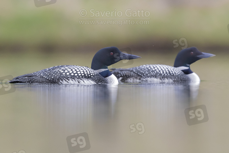 Great Northern Loon