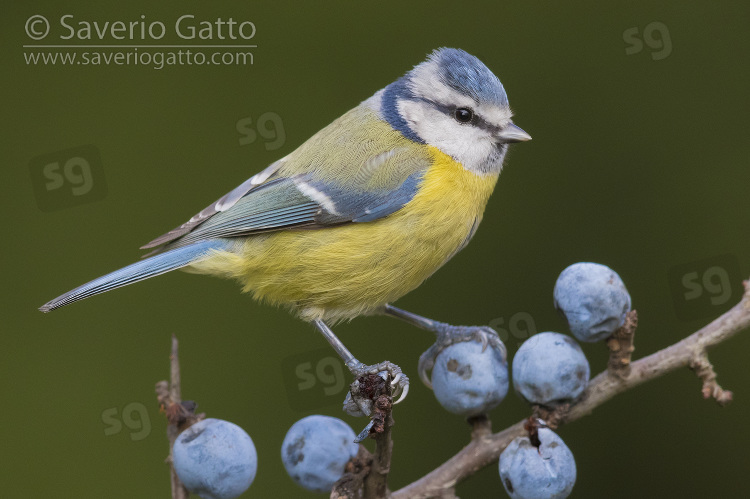 Eurasian Blue Tit, adult perched on a blackthorn branch with berries