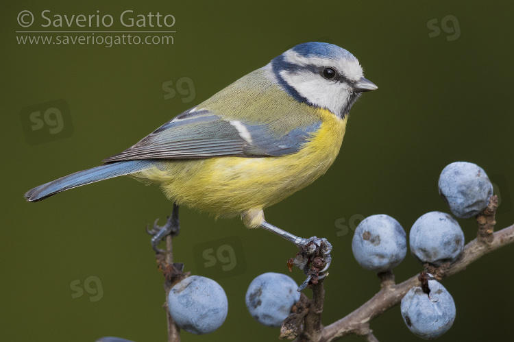 Eurasian Blue Tit, adult perched on a blackthorn branch with berries