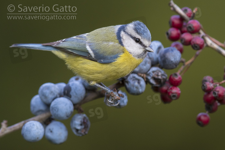 Eurasian Blue Tit, adult perched on a blackthorn branch with berries