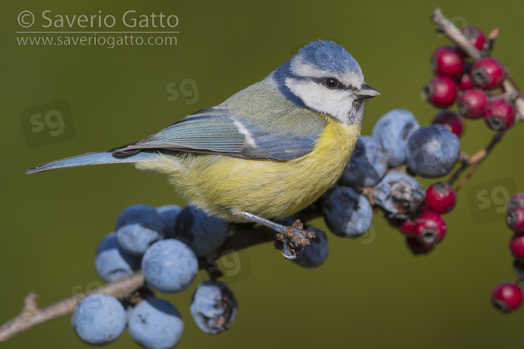 Eurasian Blue Tit, adult perched on a blackthorn branch with berries