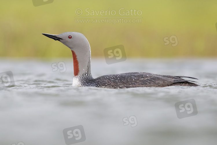 Red-throated Loon, adult swimming in a lake