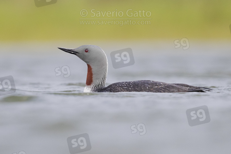 Red-throated Loon