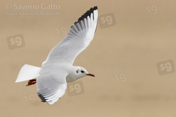 Gabbiano comune, adulto in volo