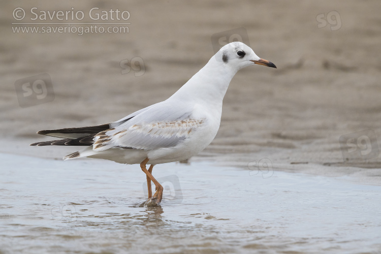 Gabbiano comune, giovane che cammina sulla spiaggia