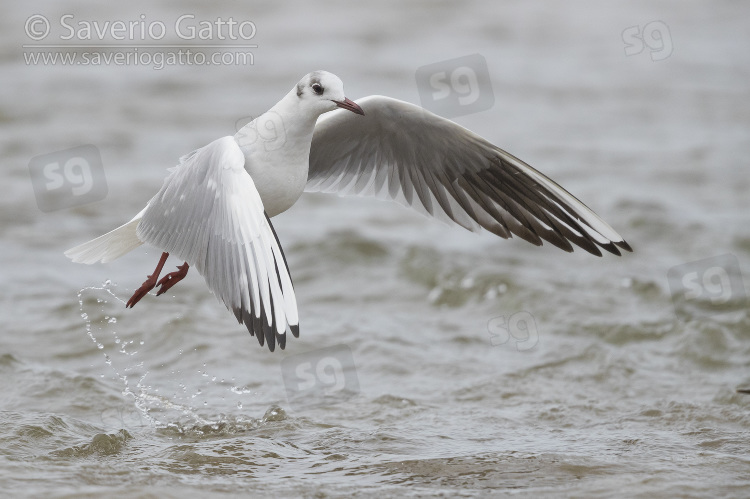 Gabbiano comune, adulto in abito invernale in volo