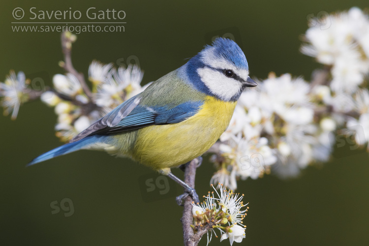Eurasian Blue Tit, adult perched on a blackthorn branch with flowers