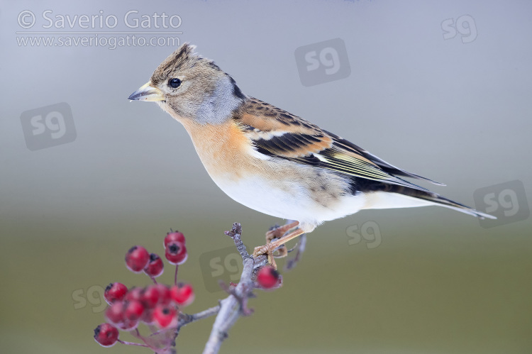 Brambling, adult female in winter plumage perched on a hawthorn branch