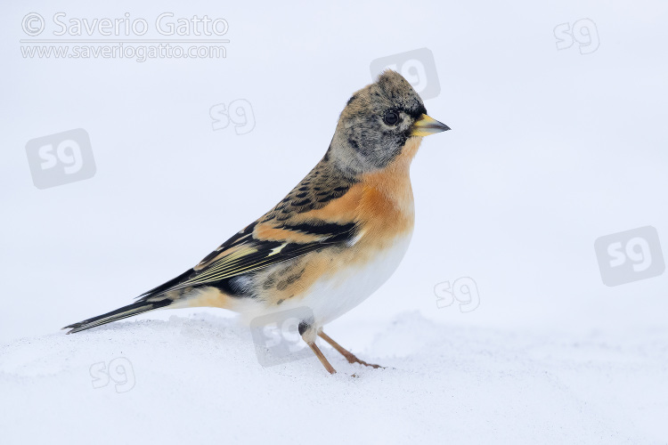 Brambling, adult male in winter plumage standing on the snow