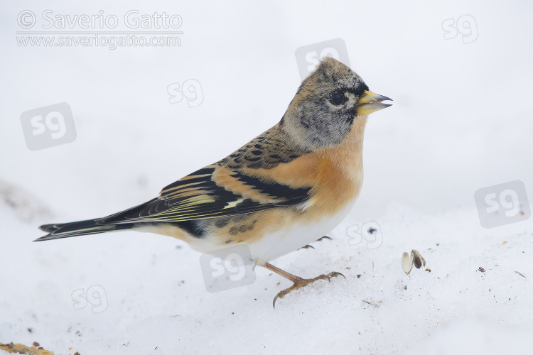 Brambling, adult male in winter plumage standing on the snow