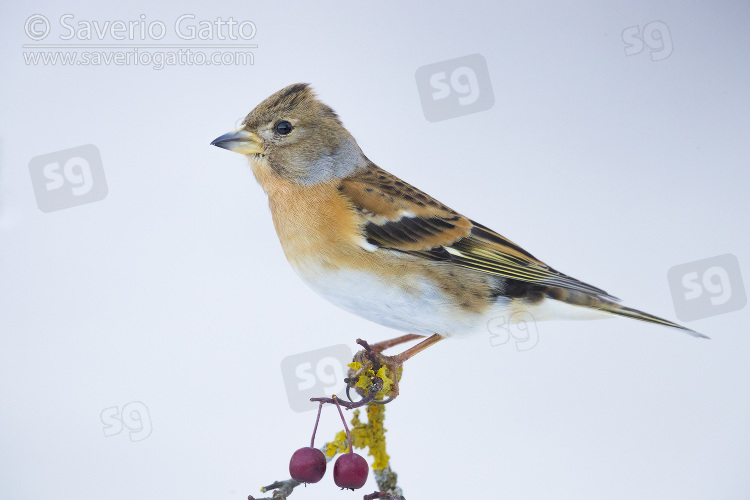 Brambling, adult female in winter plumage standing on a hawthorn branch