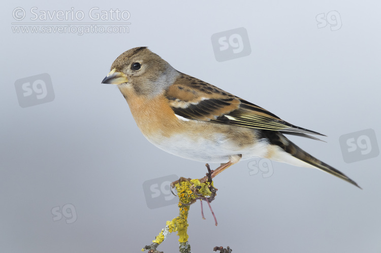 Brambling, female perched on a branch