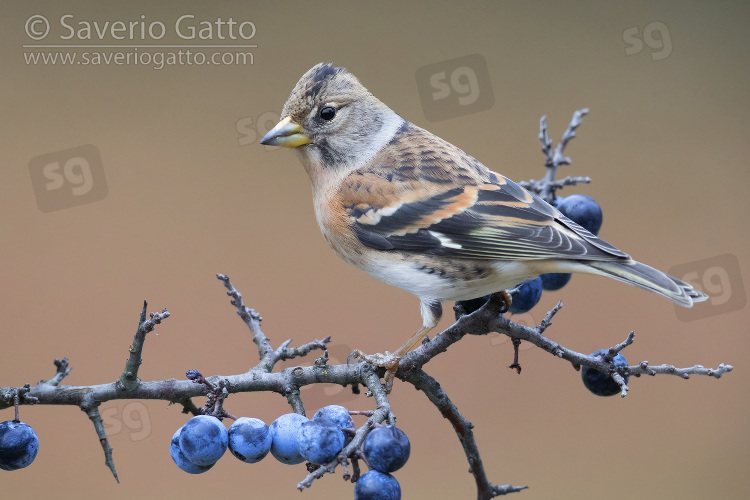 Brambling, adult female perched on a bluethorn branch