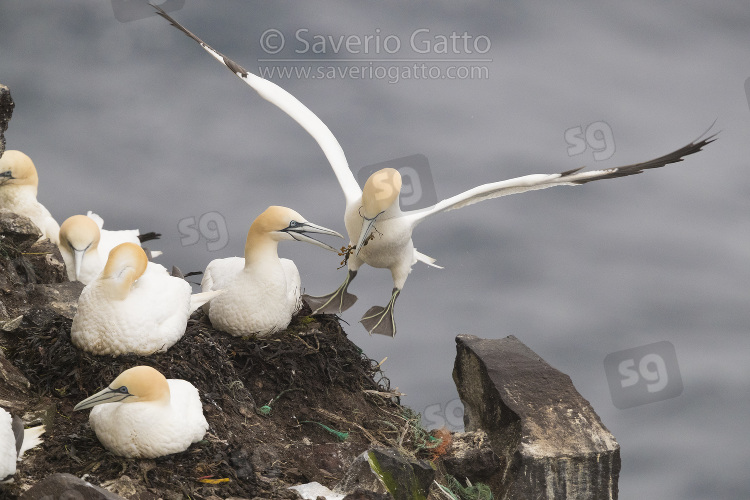 Northern Gannet, adult landing on the nest