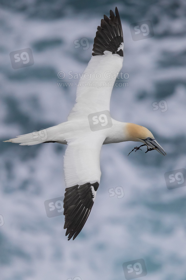 Northern Gannet, adult in flight carrying seaweed in its bill